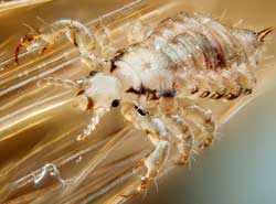 The male head lice. (Source Wikipedia, Gilles San Martin.)